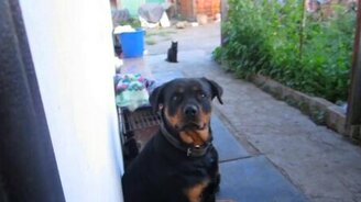 Хотел напугать собаку - смотреть видео (0:22)