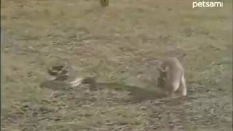 Кролик охотится на удава - смотреть видео (0:27)