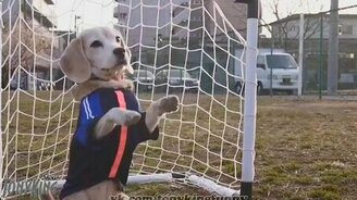 Собачка-вратарь - смотреть видео (0:17)