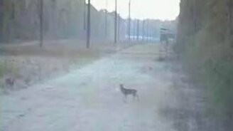 Охотник-мазила - смотреть видео (0:27)