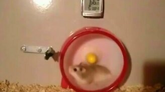 Скоростной хомячок - смотреть видео (0:16)