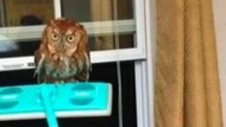 Сова на швабре - смотреть видео (0:53)