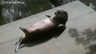 Смешные выдры - смотреть видео (1:47)