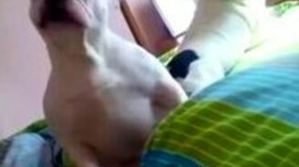 Бульдожья вечеринка - смотреть видео (1:15)