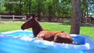 Забавные лошадки - смотреть видео (2:05)