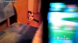 Самый внезапный кот - смотреть видео (0:15)