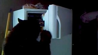 Медведь хозяйничает в холодильнике - смотреть видео (0:28)