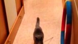 Кошка носит палку - смотреть видео (0:39)