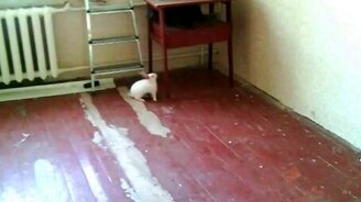 Кролик гоняет кошку - смотреть видео (0:18)