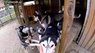 Собачье семейство - смотреть видео (2:01)