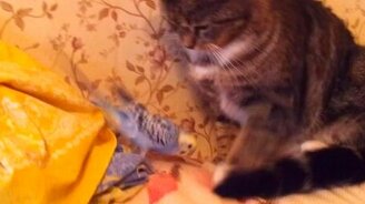 Назойливый попугай и трусливая киса - смотреть видео (1:40)