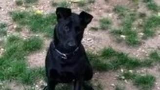 Неудача пса-акробата - смотреть видео (0:13)