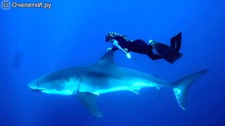 Блондинка и акула - смотреть видео (1:12)