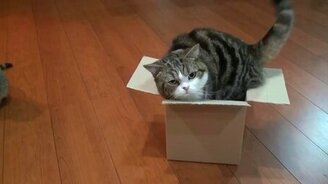 Мару засыпает в коробке - смотреть видео (1:16)