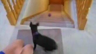 Собаки против лестниц - смотреть видео (1:37)