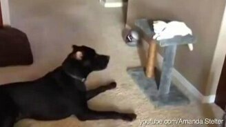 Собаки хотят дружить с кошками - смотреть видео (2:52)