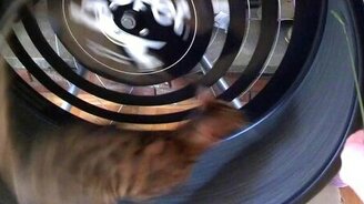 Колесо для кота - смотреть видео (0:14)