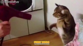 Кот боксирует с феном - смотреть видео (0:28)