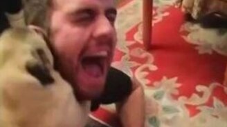 Короткие приколы с животинкой - смотреть видео (2:13)