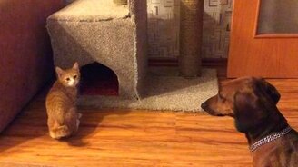 Война за будку - смотреть видео (2:54)