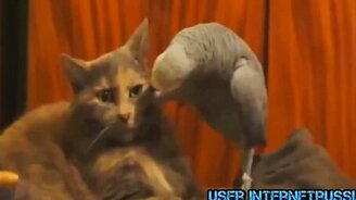 Смешные летние животные - смотреть видео (6:30)