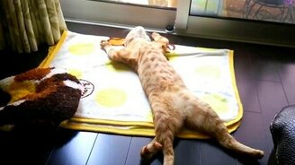 Мертвецкая поза для сна - смотреть видео (1:28)