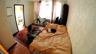 Чем заняты кошки в отсутствие хозяев - смотреть видео (0:39)