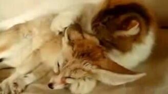 Котяра и лисёнок - смотреть видео (1:24)