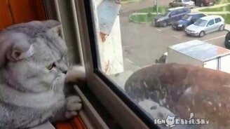 Ленивый кот и голодный голубь - смотреть видео (1:16)
