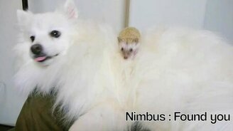 Дружба ёжика и собаки - смотреть видео (1:31)