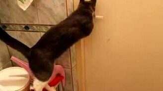 Кот, открывающий все двери - смотреть видео (0:09)