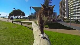 Паркур от кота - смотреть видео (3:13)