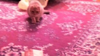 Кот против бумажного пакета - смотреть видео (0:25)