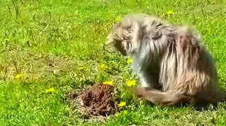 Пушистый котяра против крота - смотреть видео (0:54)