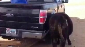 Тёлочка застряла - смотреть видео (0:36)