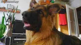 Прикольный зверинец - смотреть видео (5:37)