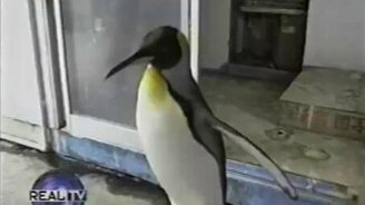 Ручной умный пингвин - смотреть видео (2:24)