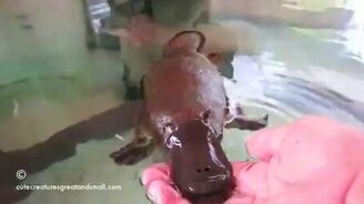 Утконос - забавный зверёк - смотреть видео (1:18)