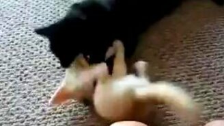 Лисёнок и чёрная кошка - смотреть видео (0:32)