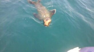 Любознательный морской лев - смотреть видео (1:52)