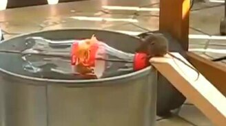 Оригинальная мышеловка - смотреть видео (1:35)