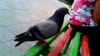 Вы слышали, как голубь икает? - смотреть видео (0:58)