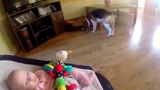 Пёс носит малышу игрушки - смотреть видео (1:23)