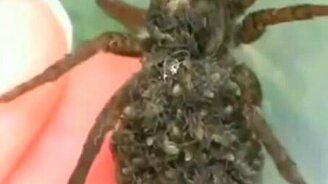 Паучиха с детишками - смотреть видео (0:58)