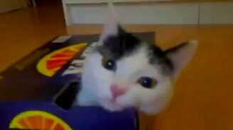 Самоупаковка кошки - смотреть видео (2:20)