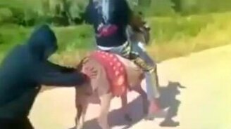 Завели ослика - смотреть видео (0:21)