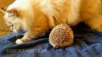 Весёлые зверушки в сборке - смотреть видео (5:17)