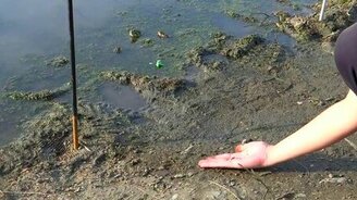 Приручила жабу - смотреть видео (0:31)