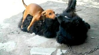 Такса и дворовый пёс - смотреть видео (0:29)