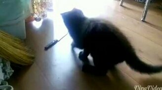 Как занять кота на полчаса - смотреть видео (1:44)